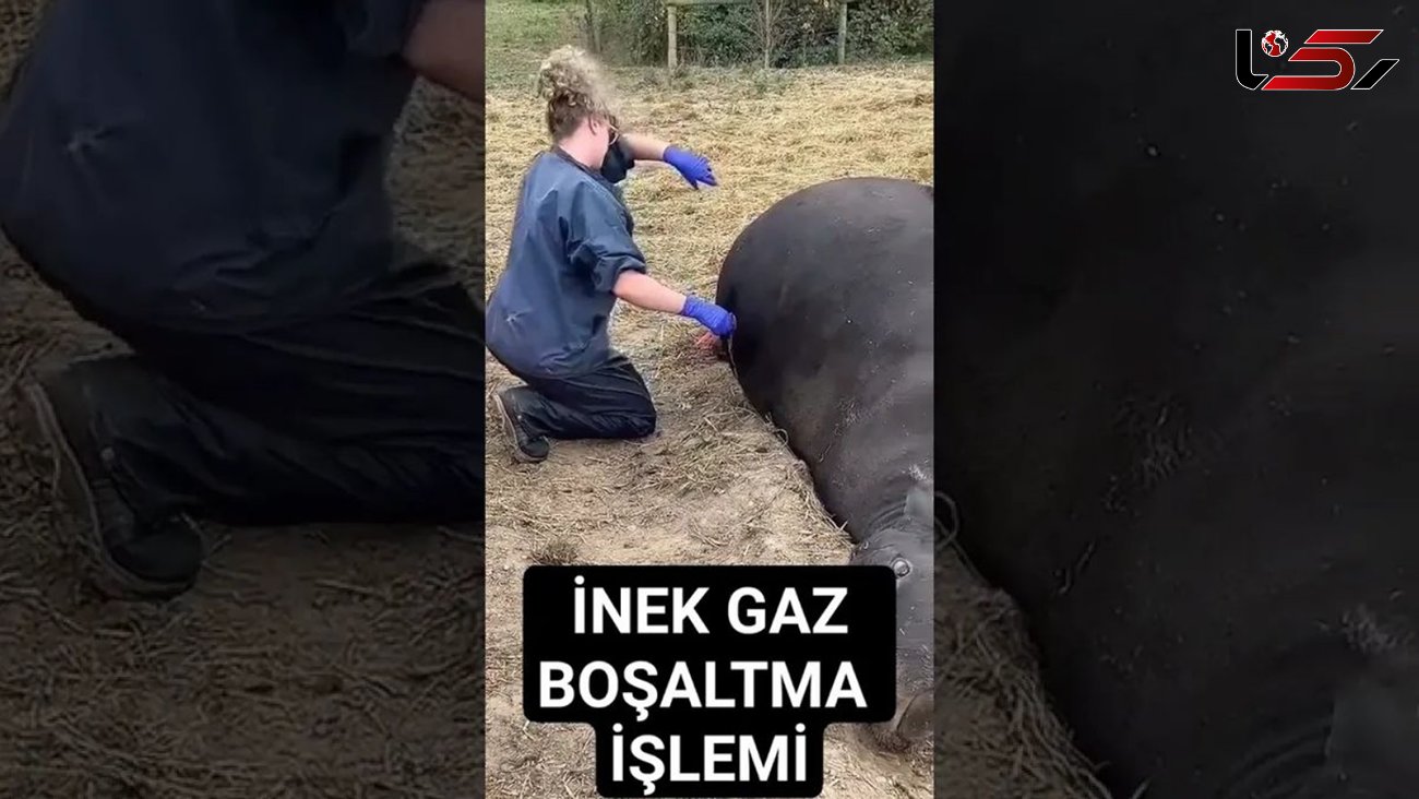 فیلم/ نجات دادن یک گاو در مرز انفجار توسط دامپزشک با خالی کردن گاز شکم 