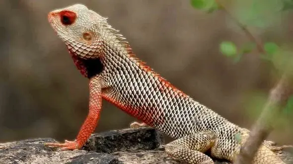 نترس ترین زن ایران را بشناسید؟! + فیلم 