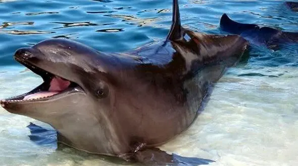 عجیب ترین حیوانات دورگه+تصاویر