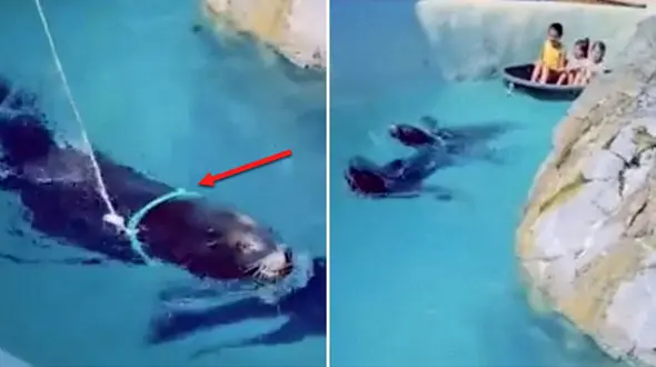 سوءاستفاده از فک ها برای درآمدزایی بیشتر در باغ وحش! + فیلم