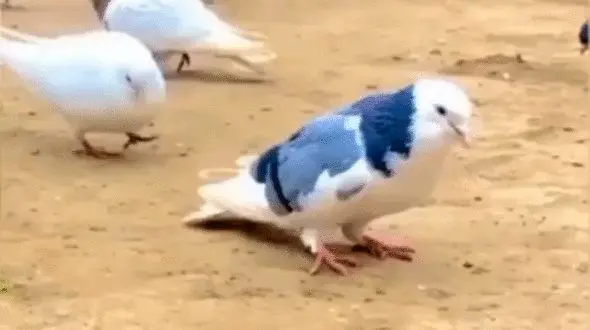 کبوتر ژیمناستیک کار چه کرد؟ + فیلم