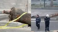 فیلم/ درختان فرشته ایستاده می میرند / وقتی یک حادثه در فاصله چند ماه، دوباره در همان نقطه تکرار می‌شود، دیگر نمی‌توان آن را صرفاً «حادثه» نامید