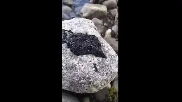 موجود سیاه عجیبی که 19 میلیون انسان را سر در گم کرد ! + فیلم