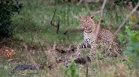 پلنگ خشمگین سر پیتون را خرد کرد + عکس