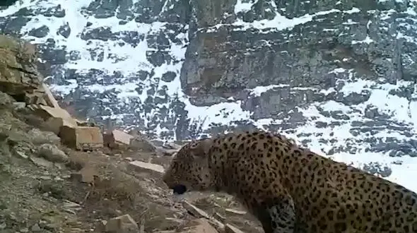 پرده برداری از زندگی حیوانات در شمال کشور + فیلم 