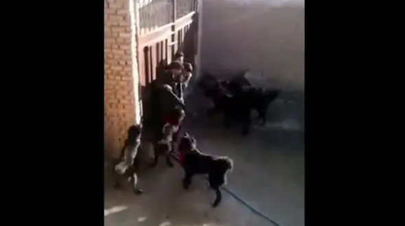 سگهایی که با وجود صاحبشان اجازه ورود به کسی را نمی دهند+فیلم