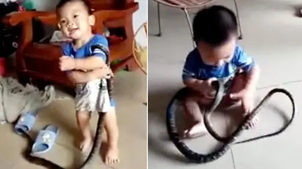 ویدئوی بازی کودک شجاع با مار غول پیکر +تصاویر