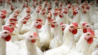 تخلف 29 میلیاردی مرغداران در لرستان