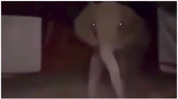 رها شدن حیوانات باغ وحش در شورش های فرانسه  + فیلم حیرت آور