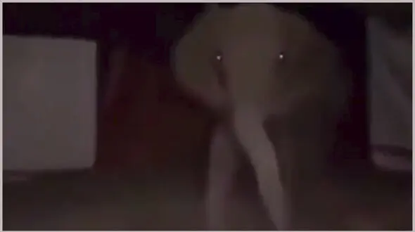 رها شدن حیوانات باغ وحش در شورش های فرانسه  + فیلم حیرت آور