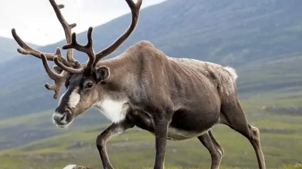 از شکار حواصیل تا ابهت گوزن شمالی