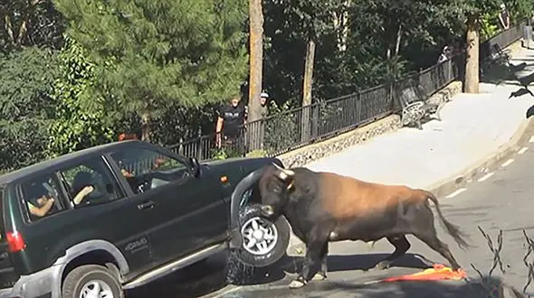 ببینید / شاخ به شاخ شدن گاو خشمگین با خودروی سواری