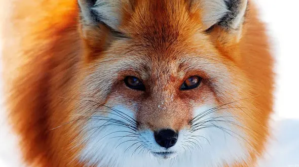 پرنده مزاحم پشم های روباه خواب آلود را کند !+ فیلم