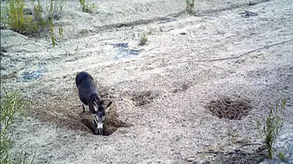 لطفا اگر الاغ نبودید ، اسب باشید !