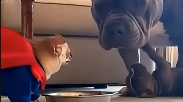 چائوچائو در برابر روت‌وایلر؛ نبردی دوستانه که وایرال شد + فیلم