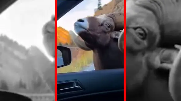 فیلم رفتار تهاجمی قوچ مقابل ماشین