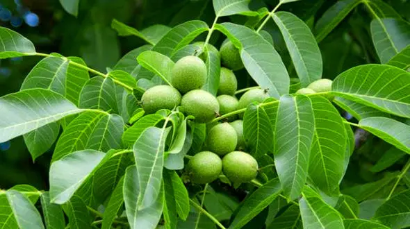 خرید ارزان ترین نهال گردو از نهالستان گلد نهال در 3 دقیقه