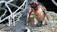 درگیری خونین بین دو پنگوئن نر، پنگوئن ماده خائن بود ! + فیلم