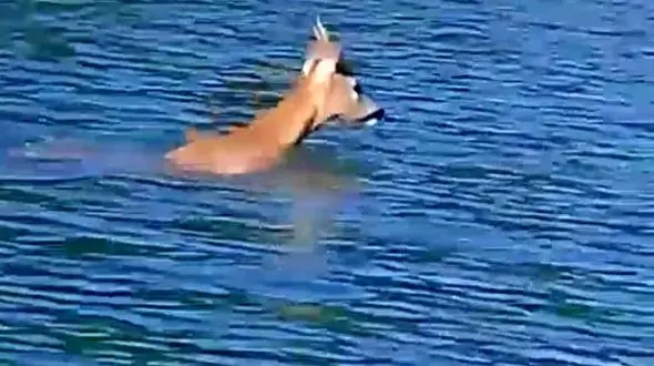 اولین تصویر از شوکا در حال شنا / یک گردشگر در رودبار ثبت کرد