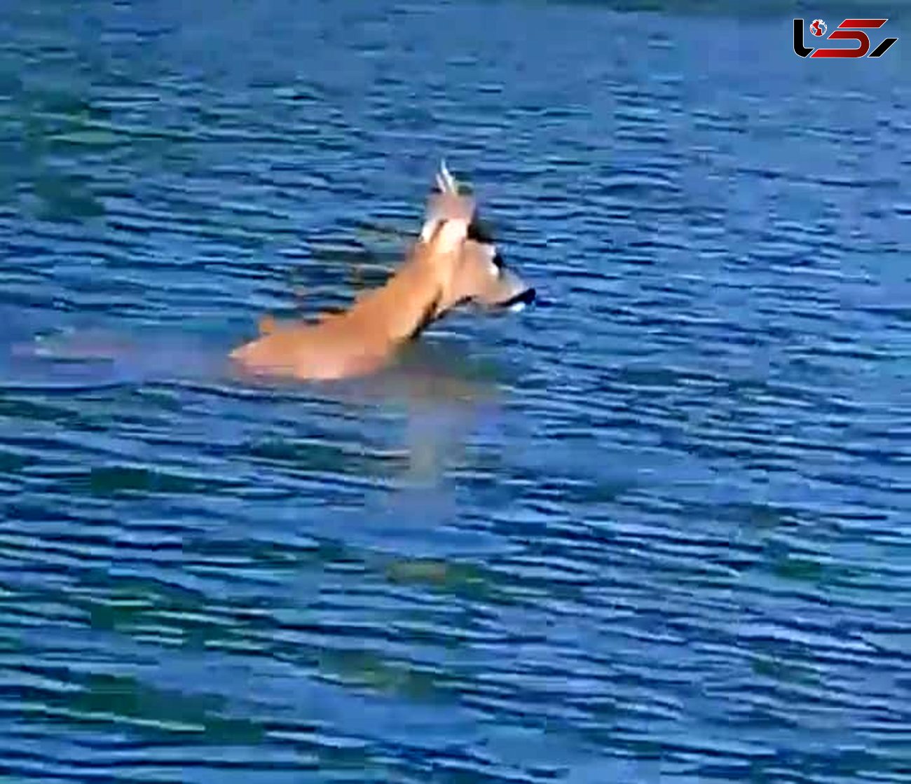 اولین تصویر از شوکا در حال شنا / یک گردشگر در رودبار ثبت کرد