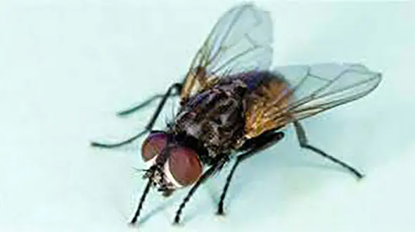 خواص بال مگس