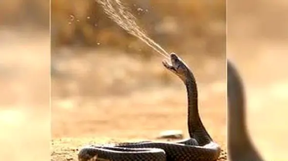 حمله مار افعی به توله شیر + فیلم