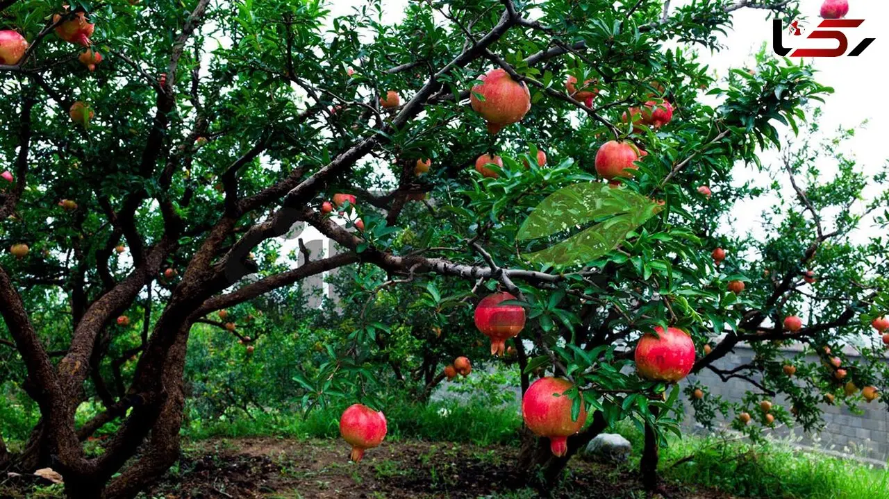 7 دلیل که باید انار بخورید