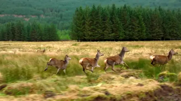 ببینید و ریلکس کنید / نماهنگ بی کلام آرامش بخش 