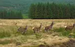 ببینید و ریلکس کنید / نماهنگ بی کلام آرامش بخش 