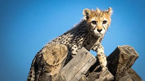 فیلم / این توله یوز ایرانی خیلی خوردنی هست! / شیطنت هایش را ببینید 