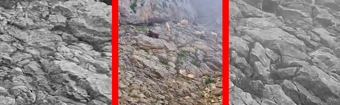 فیلم منظره آرامش بخش ییلاقات درفک با حضور گوسفندان