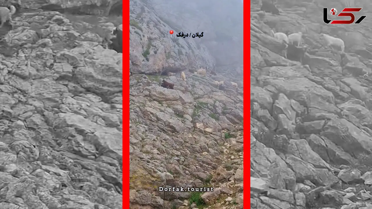 فیلم منظره آرامش بخش ییلاقات درفک با حضور گوسفندان