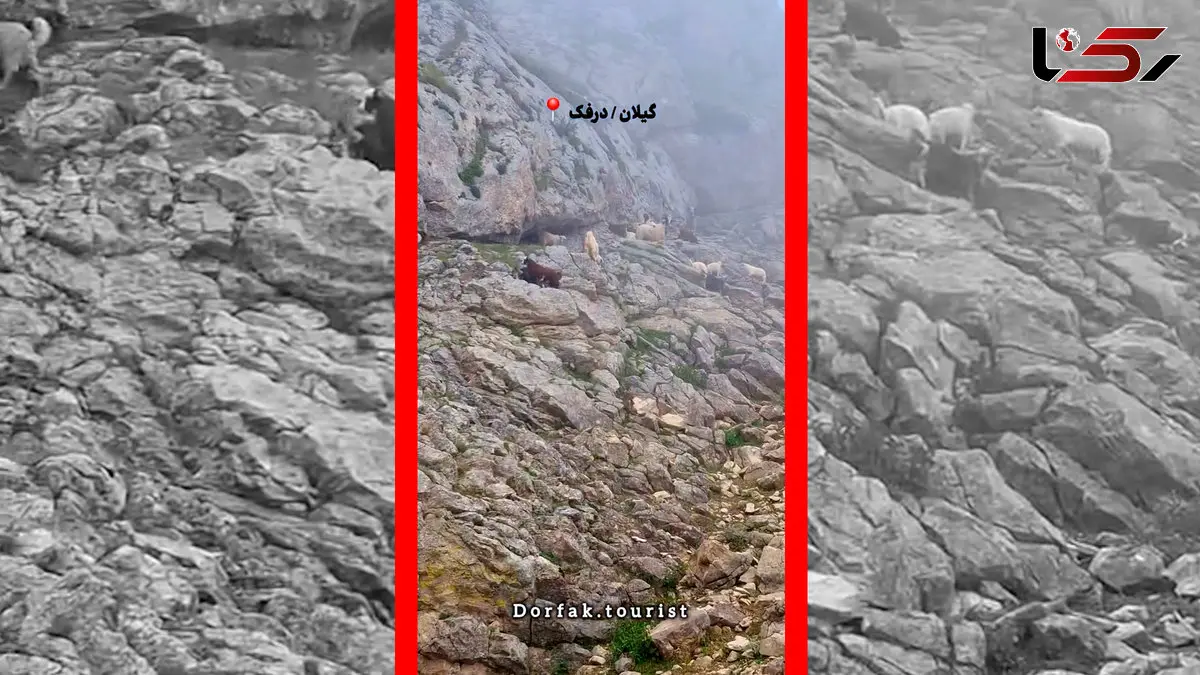 فیلم منظره آرامش بخش ییلاقات درفک با حضور گوسفندان