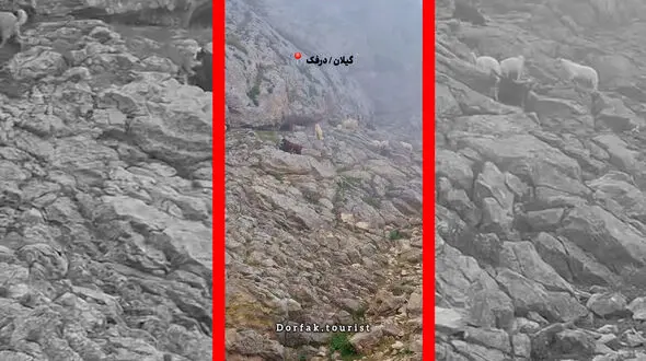 فیلم منظره آرامش بخش ییلاقات درفک با حضور گوسفندان