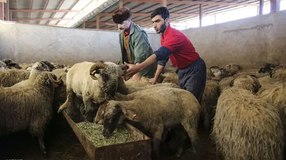 گوسفندان رومانیایی در تهران+عکس
