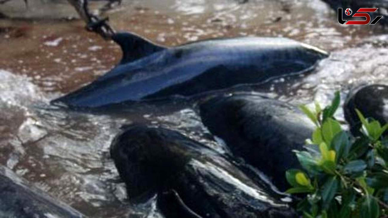 مرگ تکان دهنده و مشکوک 72 دلفین + عکس