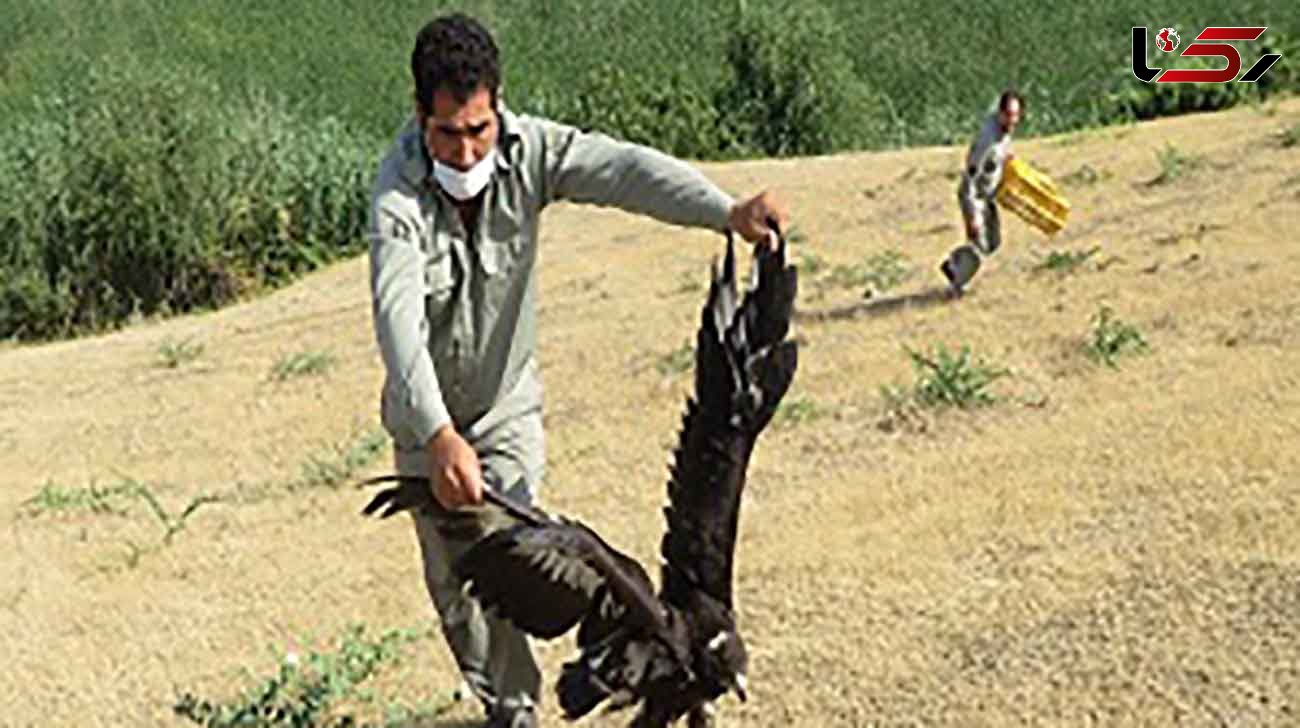 رهاسازی یک بهله عقاب طلایی در شهرستان پارس آباد