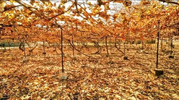 هشدارهای جدی سازمان هواشناسی به کشاورزان و دامداران / تا اوایل آذر بارش خاصی نداریم