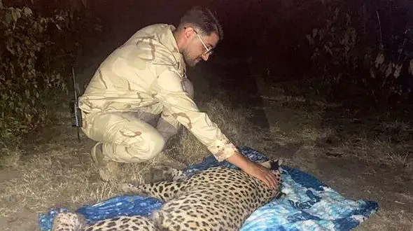 نجات یک قلاده پلنگ با کمک مرزداران آستارا