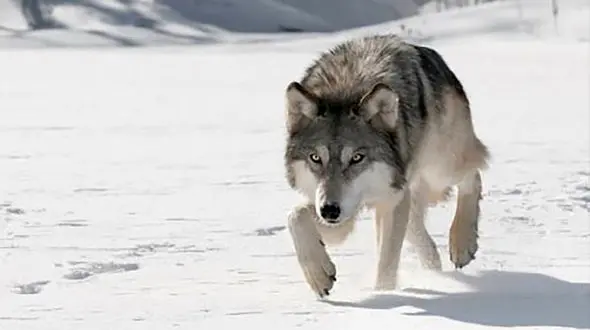 فیلم / حضور گرگ ها در جاده های میانه / هشدار به مسافران : پیاده نشوید !