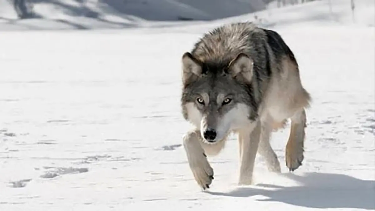فیلم شجاعت یک نوجوان در روستای لمه‌درق / گرگ مهاجم را از لانه مرغ‌ها فراری داد