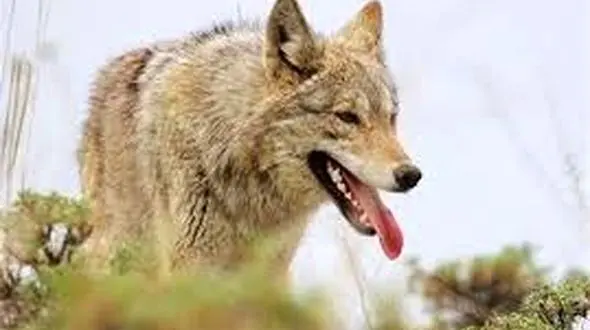 نجات گرگ  گرفتار در چاه ۱۲ متری با تلاش آتش‌نشانی و همکاری مردم+ فیلم