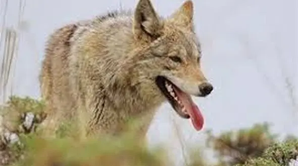 نجات گرگ  گرفتار در چاه ۱۲ متری با تلاش آتش‌نشانی و همکاری مردم+ فیلم