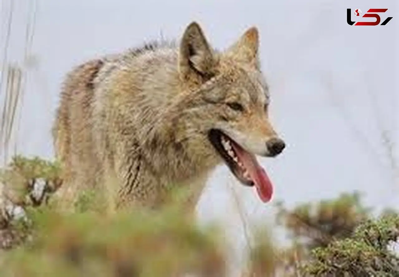 نجات گرگ  گرفتار در چاه ۱۲ متری با تلاش آتش‌نشانی و همکاری مردم+ فیلم