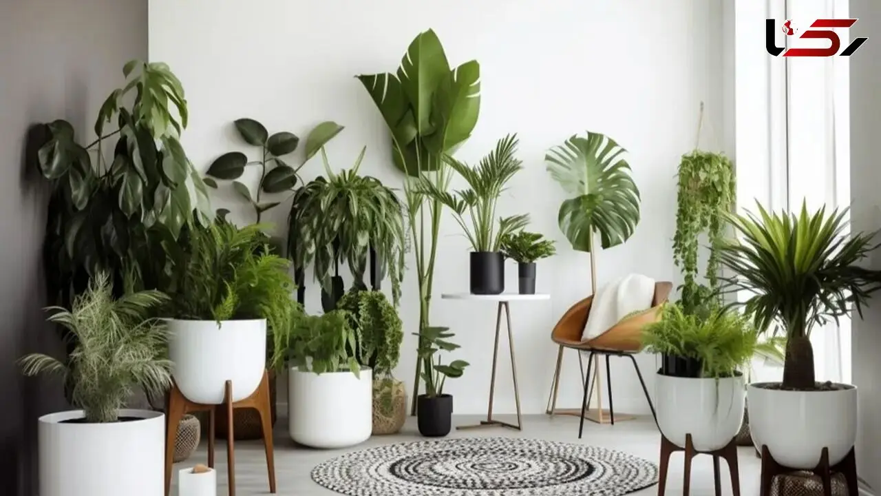 چگونه در زمستان از گلدان های خود مراقبت کنیم؟