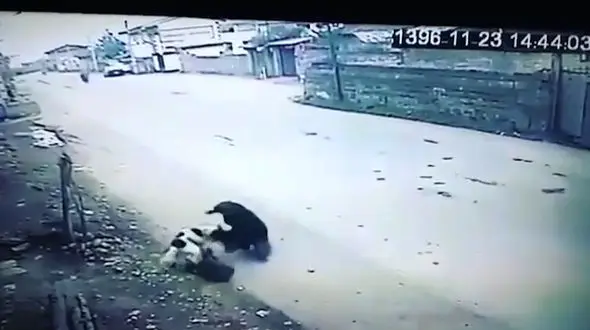 لحظه  حمله خونین سگ ولگرد به دختر ایرانی + فیلم