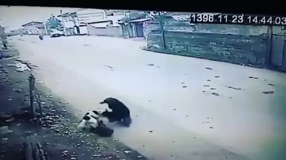 لحظه  حمله خونین سگ ولگرد به دختر ایرانی + فیلم