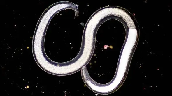 زنده شدن کرم منجمد پس از 46 هزار سال؛ یافته‌ شگفت‌ انگیز