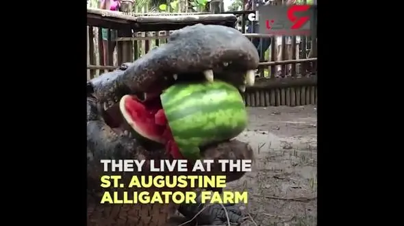 تمساحی که هندوانه دوست دارد + فیلم