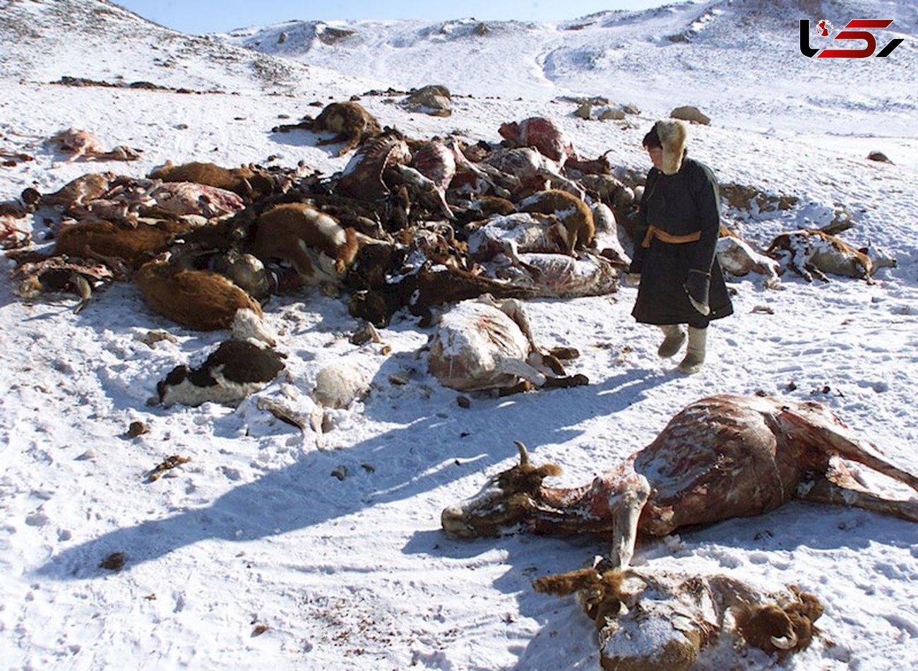 سرمای مرگبار جان صدها دام را در مغولستان گرفت
